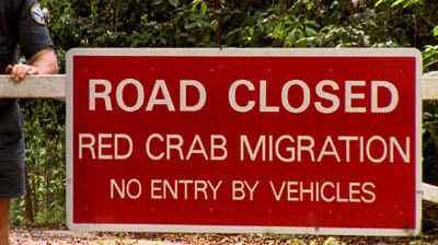 Christmas Island Red Crab