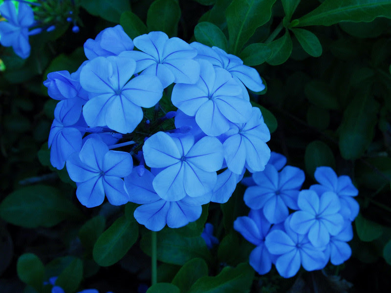 ++ blue flowers names and meanings - #99DEGREE