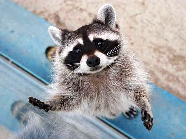 25 animals that know how to properly ask for cookies