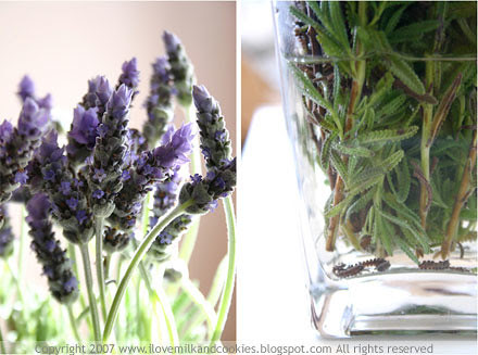 Lavender