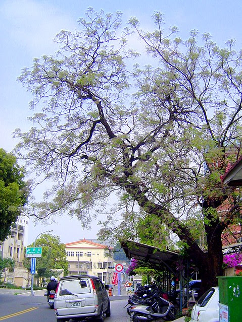 苦苓/無限台南