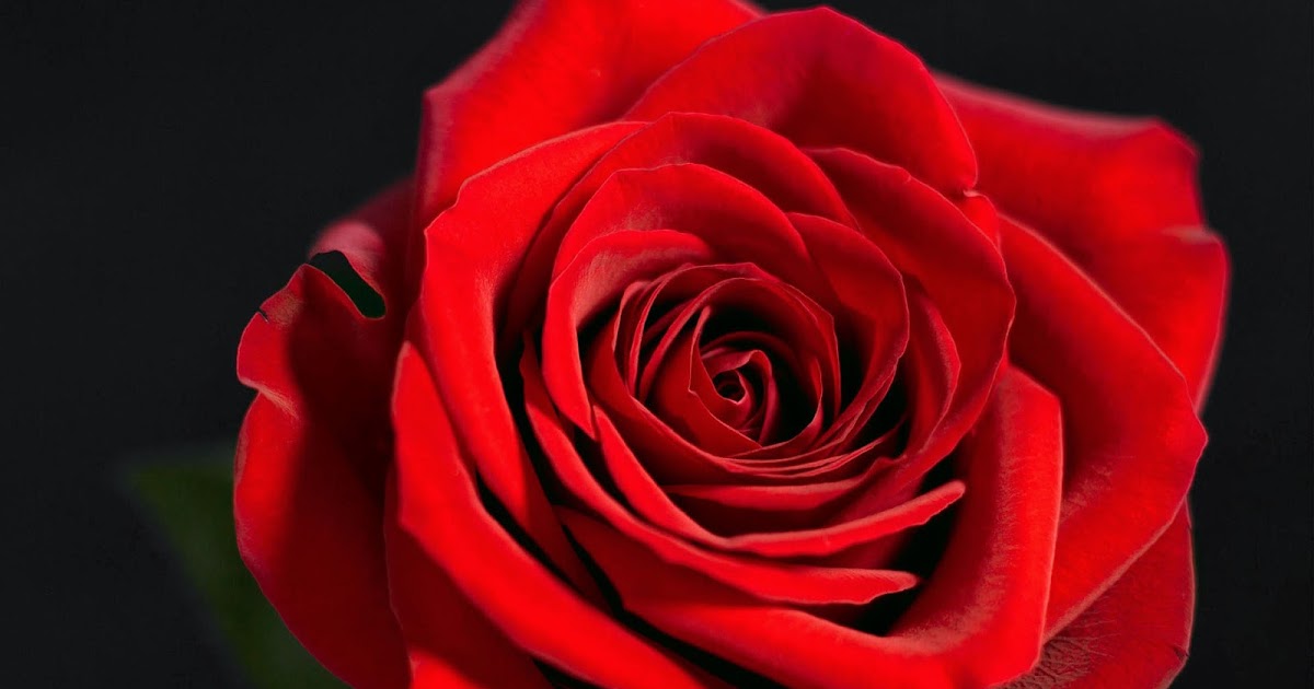 Red Rose Black Background Wallpaper Hd - Images Gallery