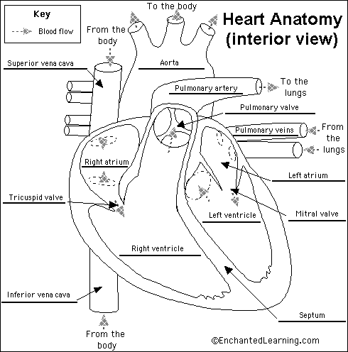 heart diagram no labels