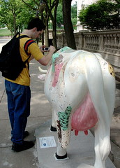 Cows