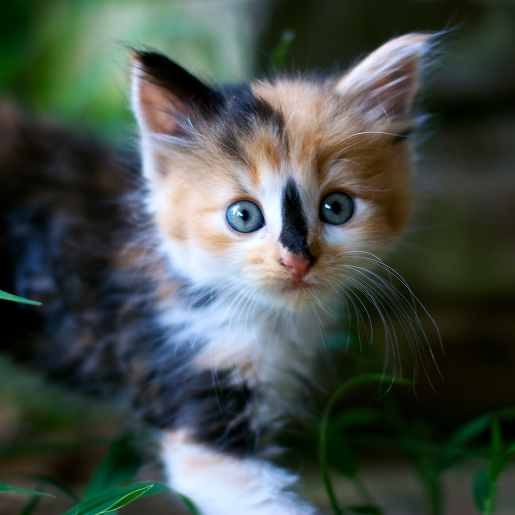 48+ Baby Calico Cat Kitten - Furry Kittens