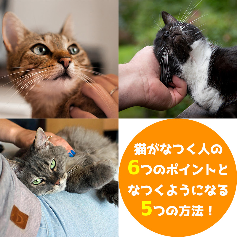 ほとんどのダウンロード 猫 なつき やすい 100 で最高の画像