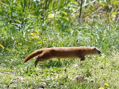 とまこ 動物 の最高のコレクション 最高の動物画像