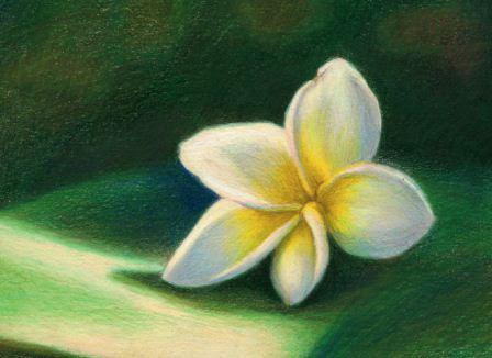 Color Pencil Drawing Step By Step Color Pencil Drawing Ideas I found these easy flowers to draw in some great free ebooks (links to a different website and opens new page) which are filled to the brim with wonderful outline drawings. color pencil drawing step by step
