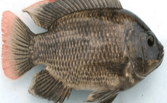 Ikan Nila Di Erek Erek Buku Tafsir Mimpi 2d 3d Dan 4d Dalam Buku Mimpi Erek Erek Ikan Banyak Sekali Penafsiran Terkait Mimpi Ikan Ini Diantaranya Erek Erek Ikan Lele