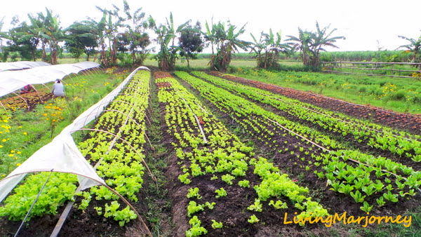 Fresh Start Organic Farm Silay City
