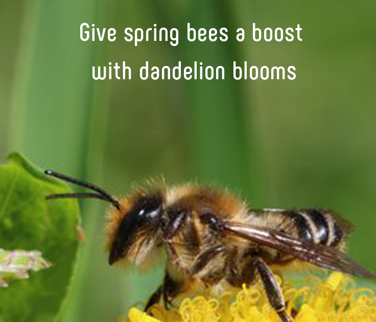 Bees Pollinating Flowers Ecological Relationship Sandra