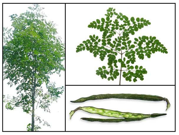 La moringa ayuda a bajar de peso según el doctor Oz La moringa ayuda a bajar de peso según el doctor Oz