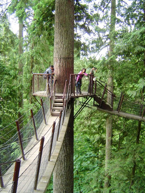 加拿大Treetops Adventure /無限台南