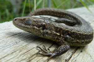 Common lizard