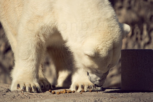 polar bear lunch