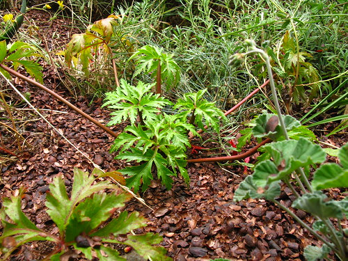 Geranium maderense