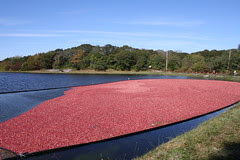 Cranberry bog