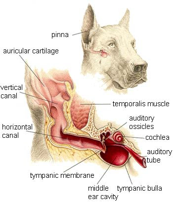 http://www.dog-health-handbook.com/image-files/dogear.jpg