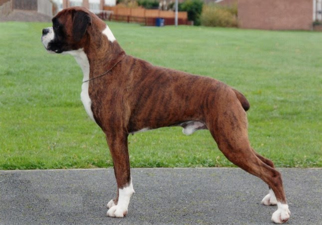 skili Boxer