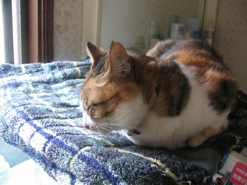 Milk in the sun.