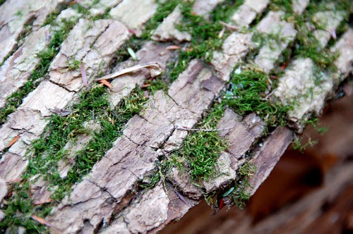 Patapsco State Park
