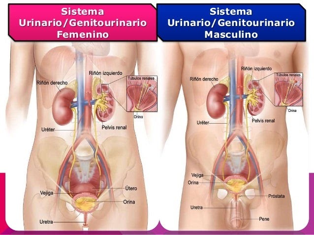 Sistema genitourinario