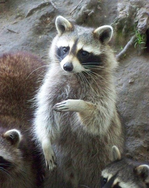 What Do Baby Raccoons Eat And Drink DOWTA