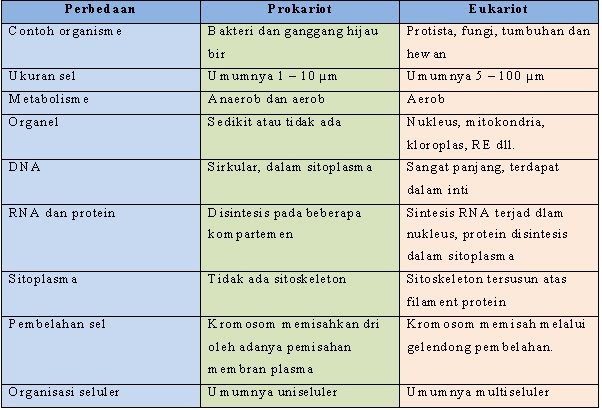 Struktur Sel Prokariotik Dan Eukariotik Beserta Fungsinya Berbagi