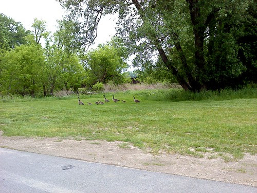The Goose family III