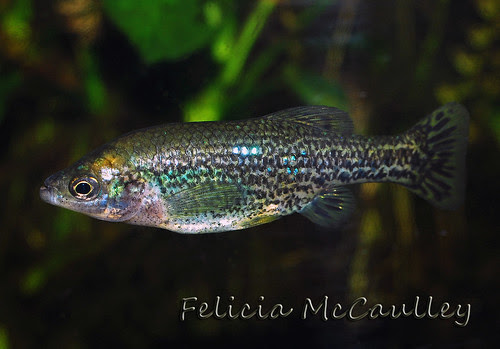 Ameca splendens extinct Goodeid