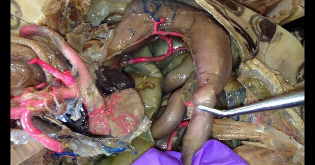 Anatomy Of Internal Organs Female / Human Body Internal Organs