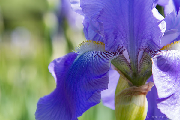 bearded iris in light purple