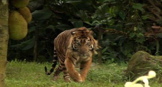 Komodo Dragon Vs Tiger Fight