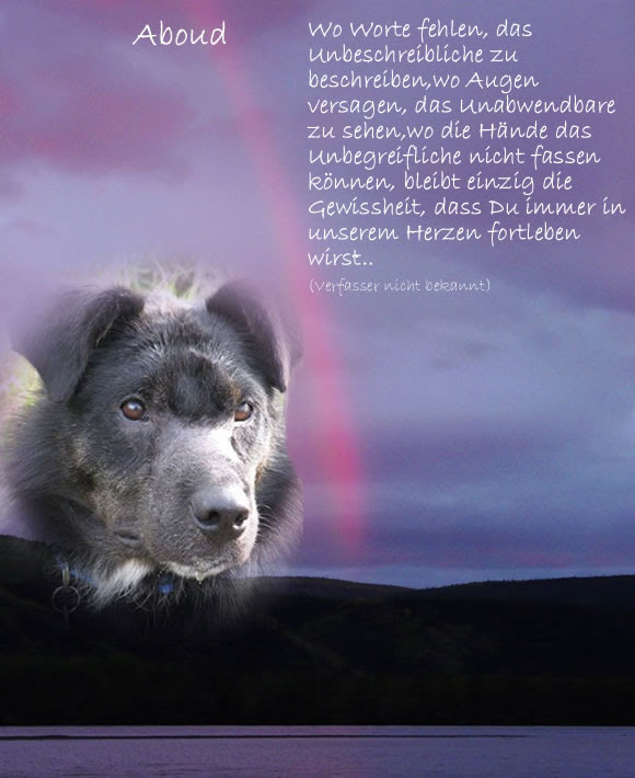 Hunde Spruche Tod