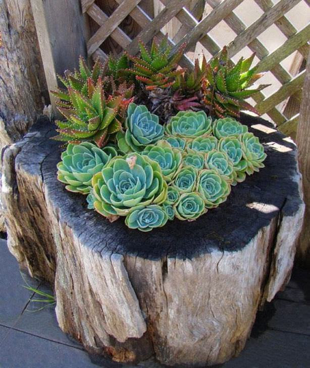 Lindas Floreiras de Tocos de Árvores