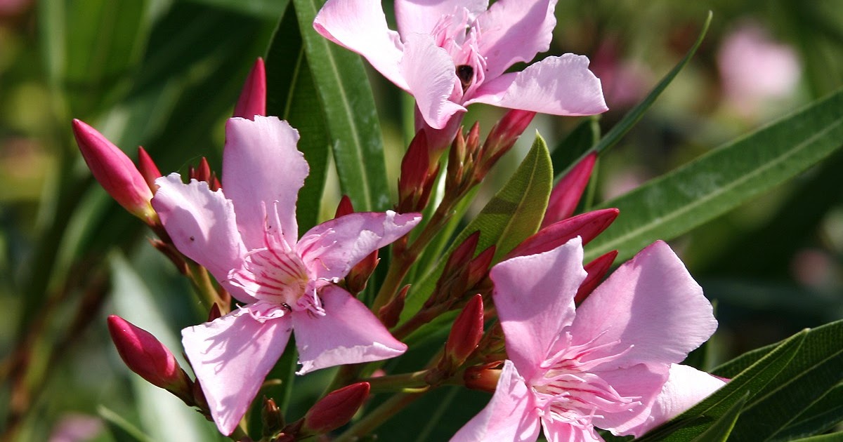 Oleander : Learn about the potential benefits of oleander including ...