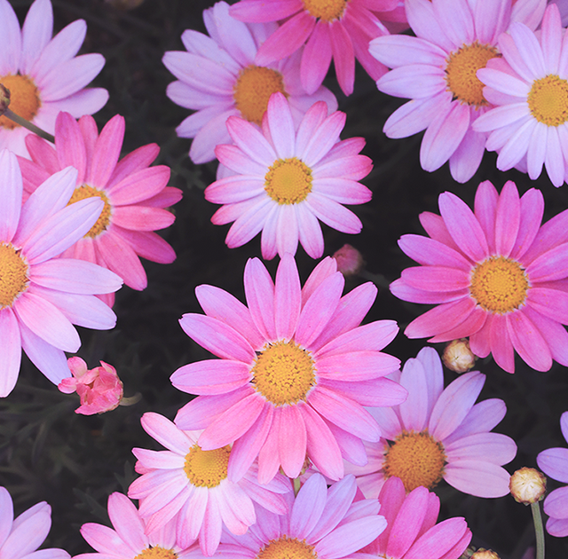無料ダウンロード可愛い スマホ 壁紙 おしゃれ 最高の花の画像