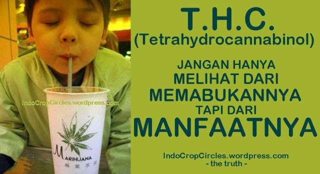cannabis ganja obat kanker