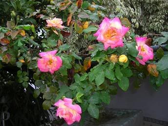 Image hosted by Photobucket.com