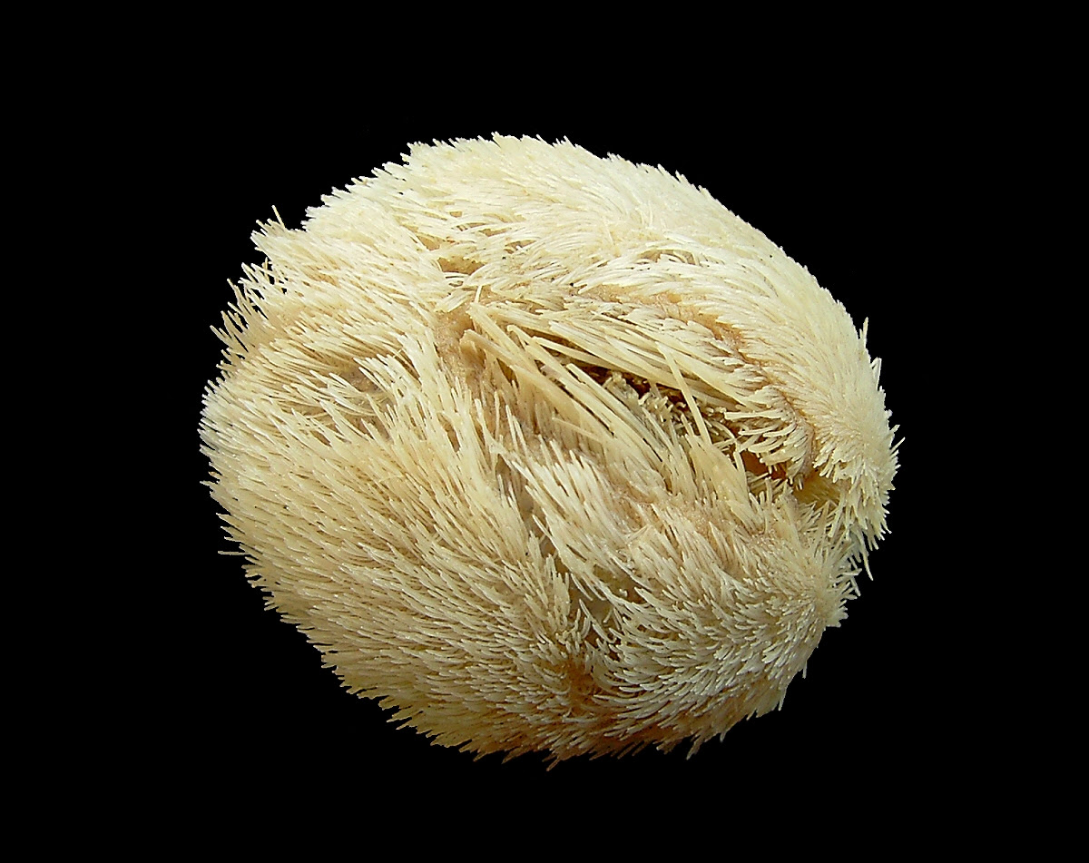Sea heart urchin, Echinocardium cordatum. Photo: Wikipedia