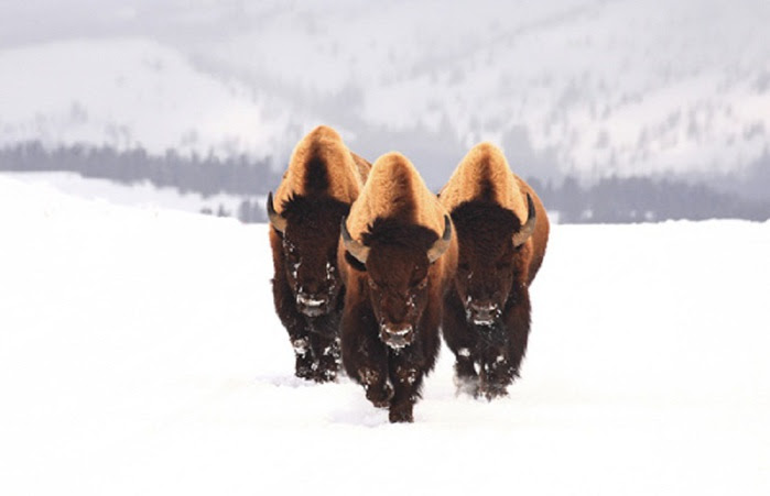 bullbison-animal-photography (700x451, 49Kb)