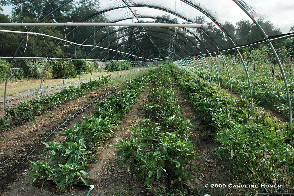 Field of peppers