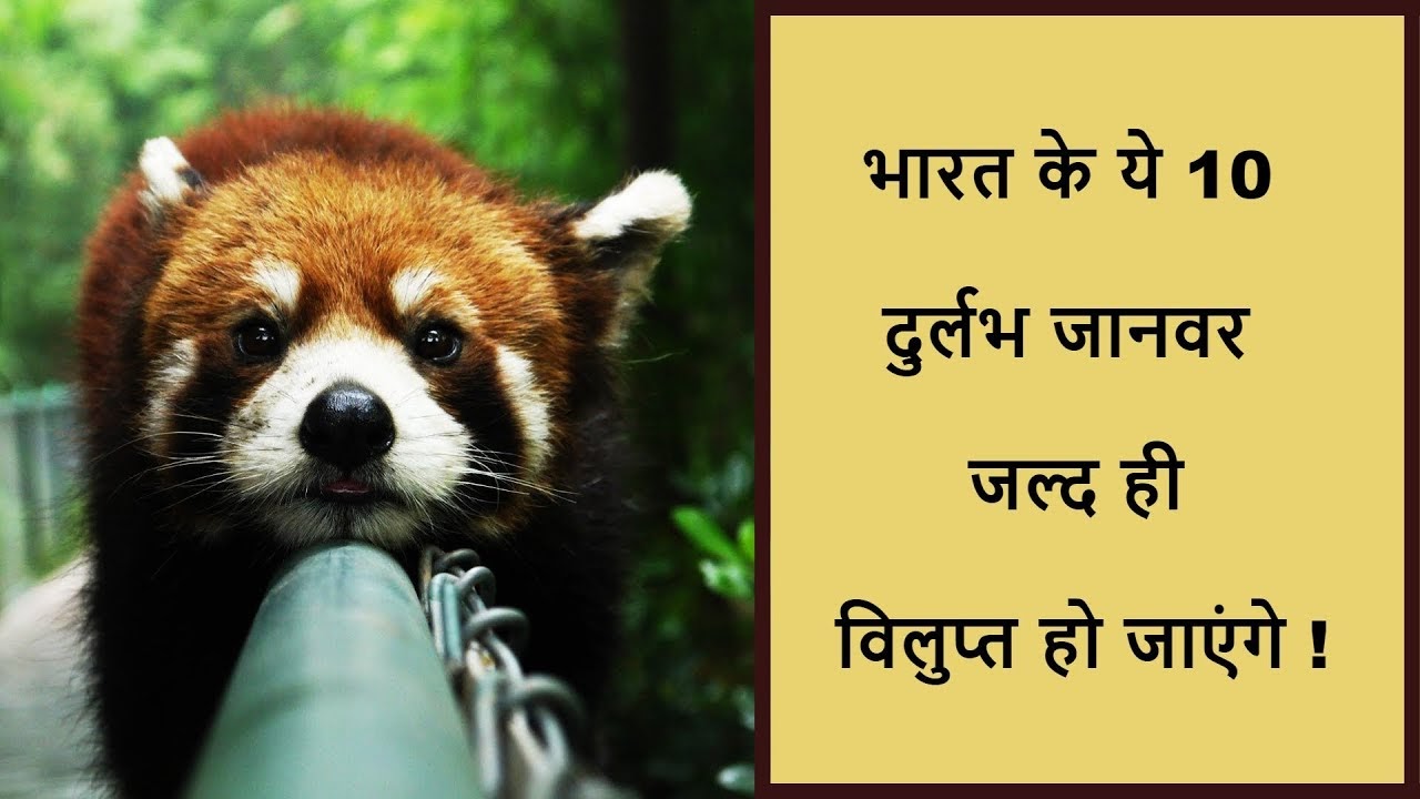 endangered species essay in hindi