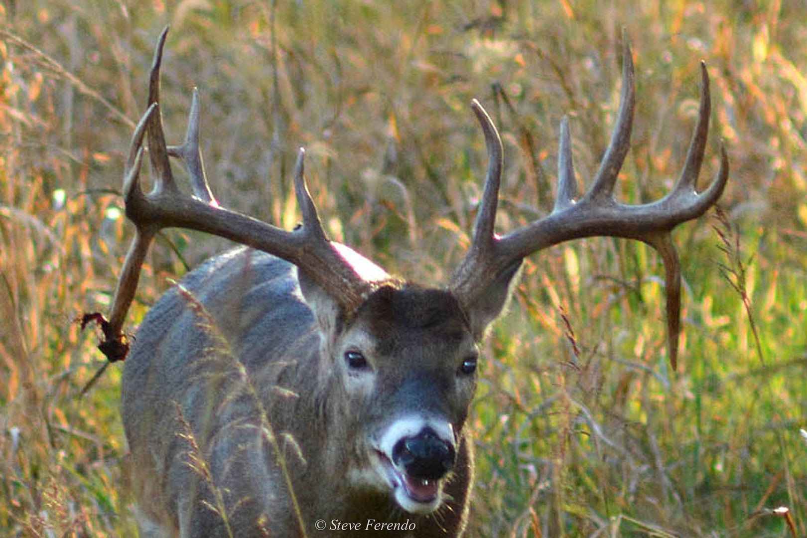 natural-world-through-my-camera-drop-tine-antlers-are-normal
