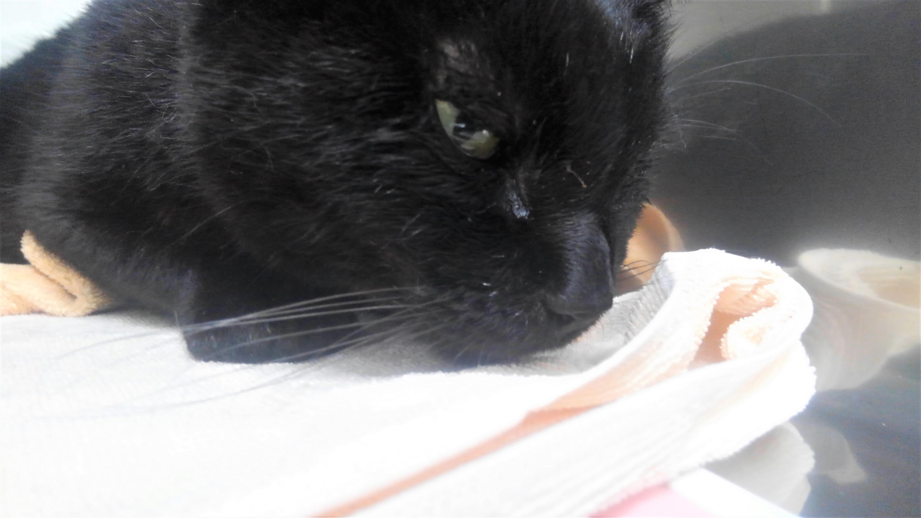 猫 の 鼻 づまり 解消