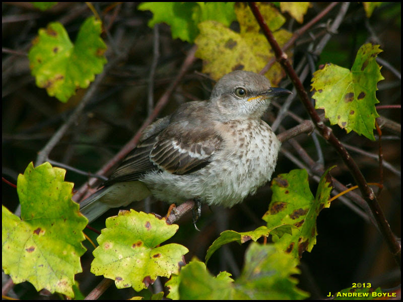 Northern Mockingbird Northern Mockingbird