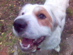 Maggie the dog