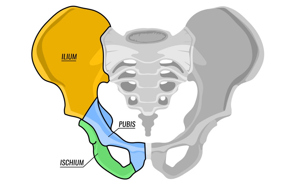 Pelvic Anatomy Bones