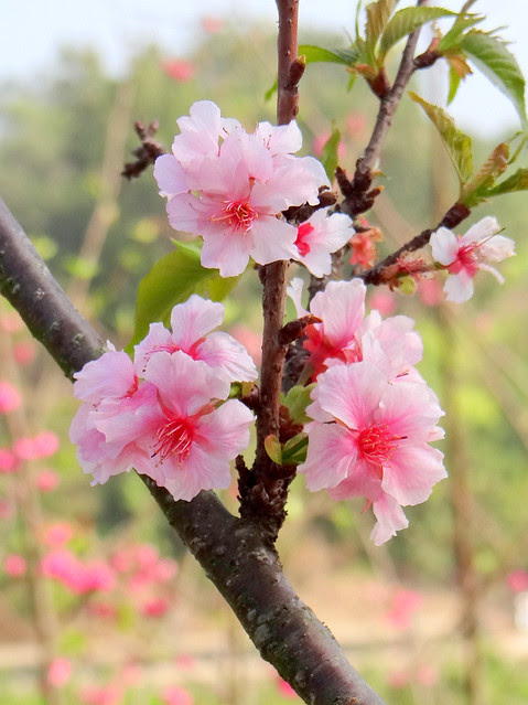 烏山頭水庫櫻花/無限台南