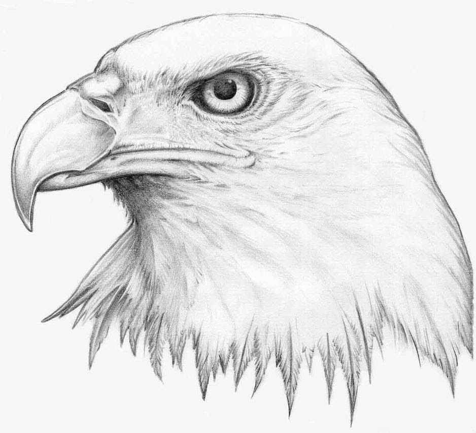 Simple Pencil Drawings Of Eagle - pencildrawing2019